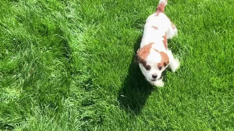 Puppy Playtime!